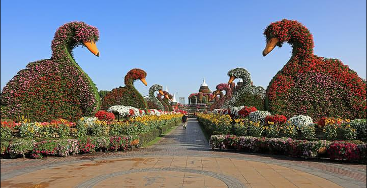 Miracle Garden Dubai: Complete Guide of Floral Wonderland of Dubai 8 1 1